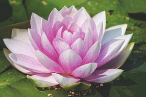 framedcanvas-print-water-lily-in-pink