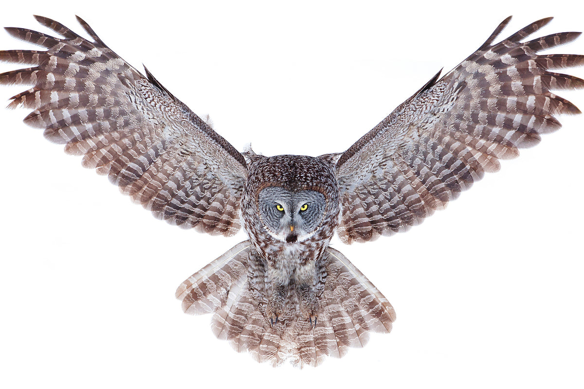 framedposter-print-power-great-grey-owl