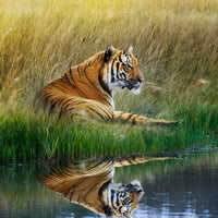 9-piece-canvas-print-the-tiger