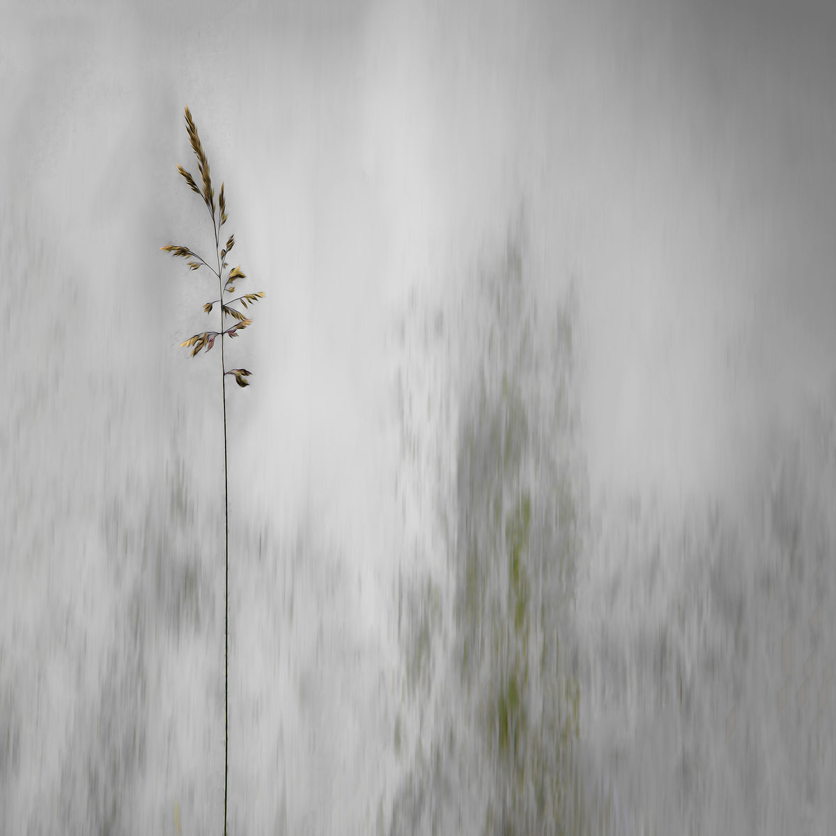 canvas-print-blade-of-grass