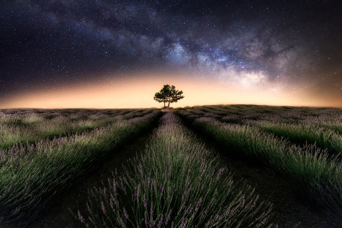 aluminium-print-lavender-way