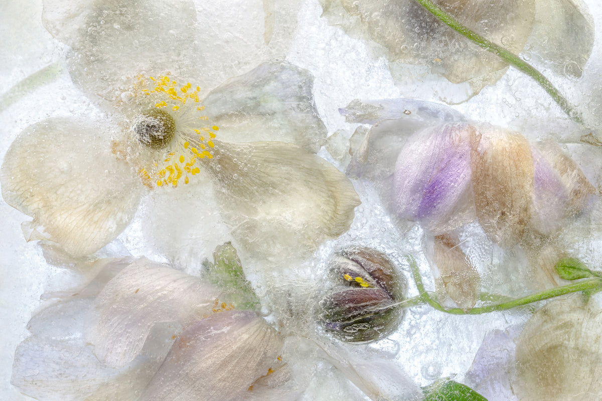 aluminium-print-anemone-frost-x