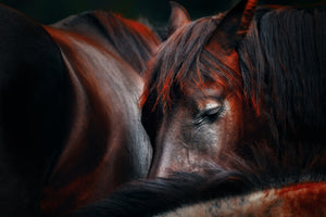 3-piece-canvas-print-sleep-huddle