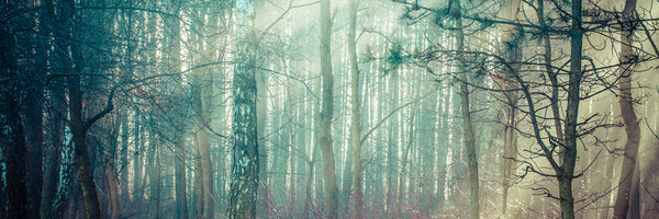 panoramic-canvas-print-pinewood-panorama