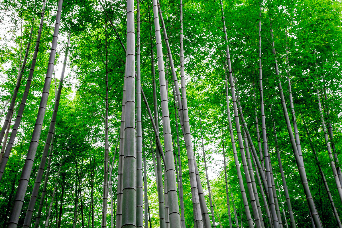 modern-3-piece-canvas-print-bamboo-forest