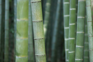 poster-print-bamboo-in-xxl