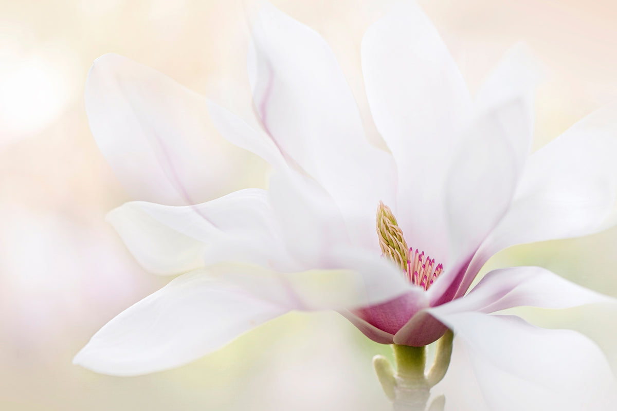 canvas-print-purity-x