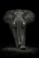 poster-print-ngorongoro-bull-x