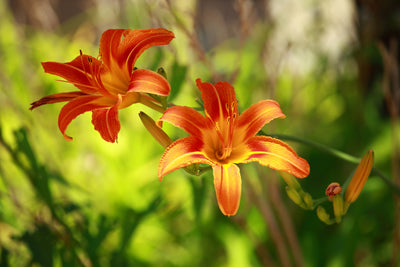 poster-print-lilies-in-nature