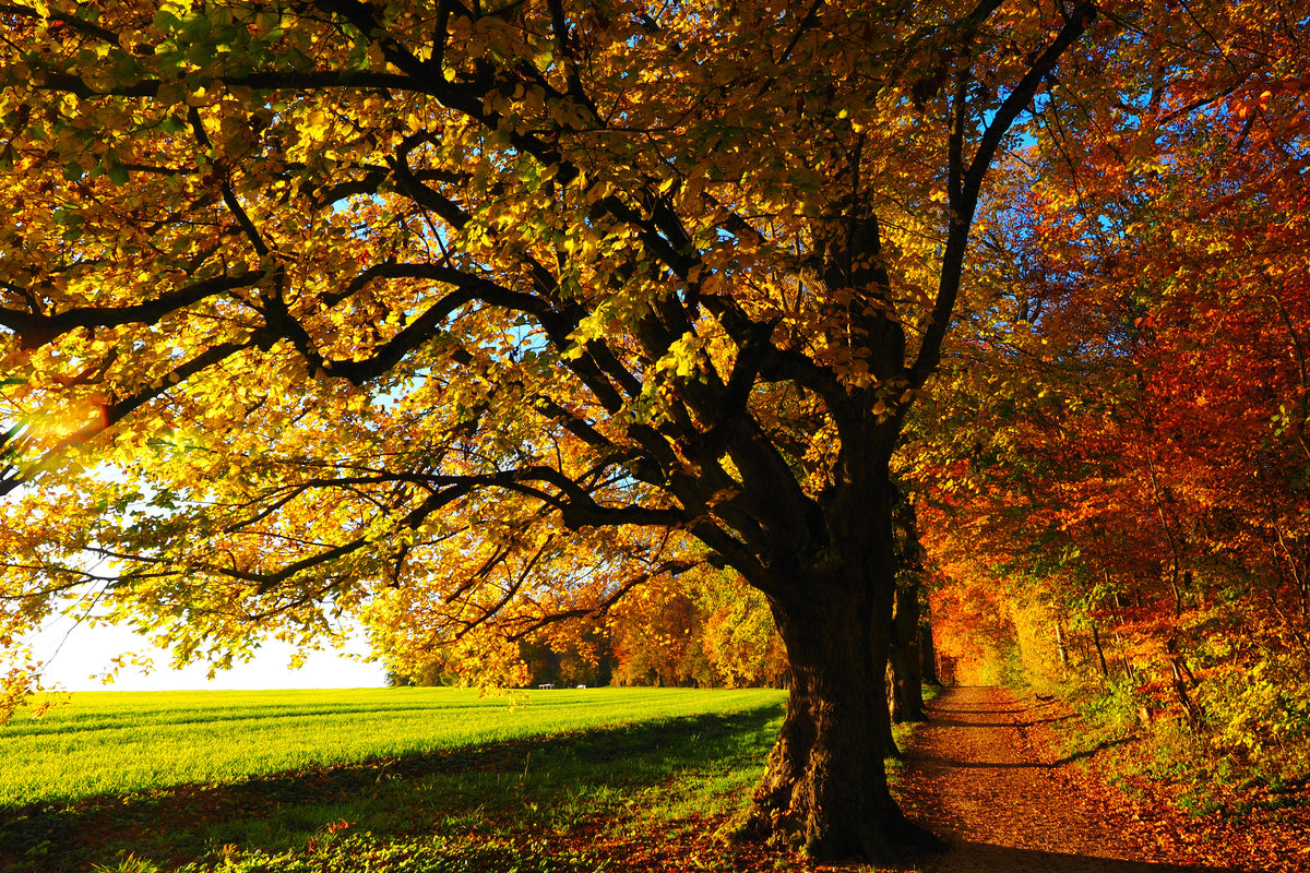 modern-3-piece-aluminium-print-trees-in-the-autumn