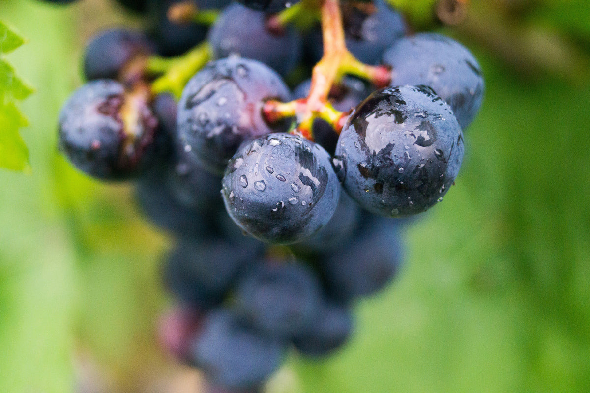 3-piece-acrylic-print-grapes