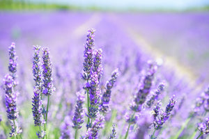 3-piece-canvas-print-the-lavender-blossom