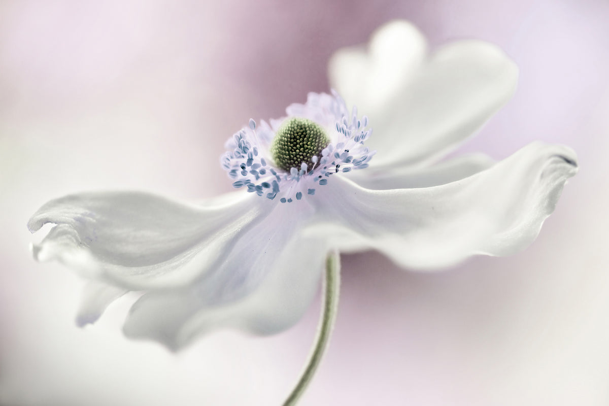 modern-3-piece-acrylic-print-anemone-breeze