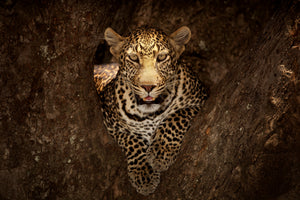 3-piece-canvas-print-leopard-resting-on-a-tree-at-masai-mara