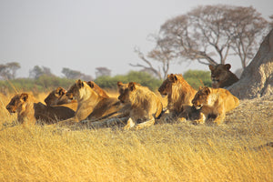 framedcanvas-print-lion-family