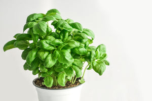 modern-3-piece-canvas-print-basil-in-the-pot