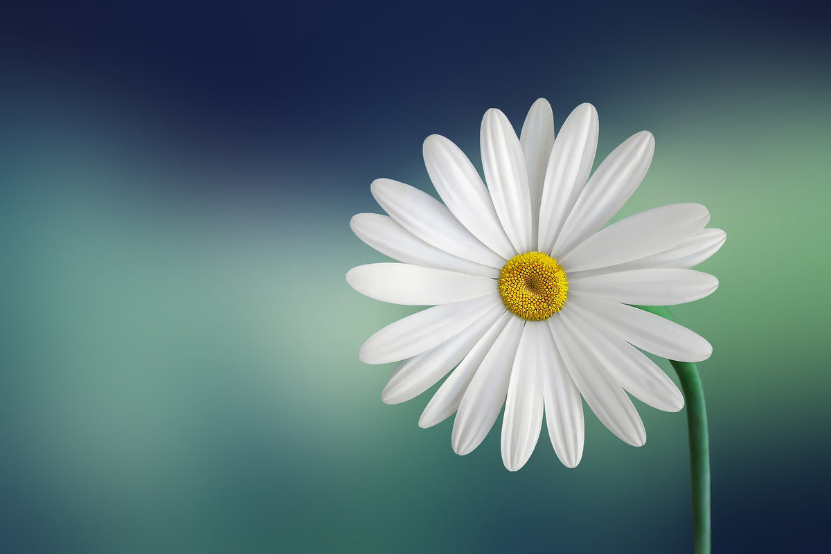 3-piece-acrylic-print-flower