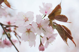 3-piece-acrylic-print-lovely-japanese-cherry