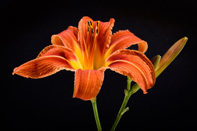 poster-print-a-lily-flower-in-orange