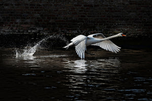 modern-3-piece-canvas-print-flying-swan