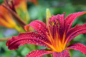 canvas-print-lily-flower-in-pink-xl