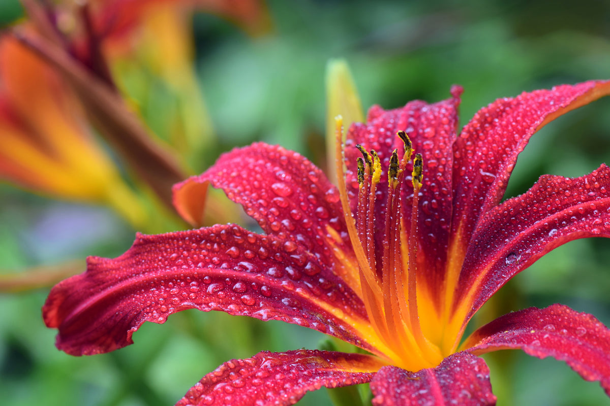 canvas-print-lily-flower-in-pink-xl