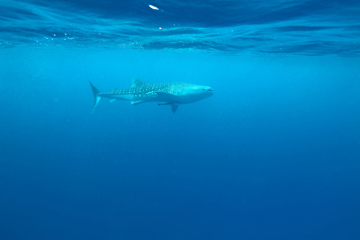 framedcanvas-print-the-whale-shark