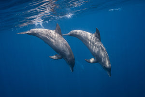 framedposter-print-two-bottlenose-dolphins