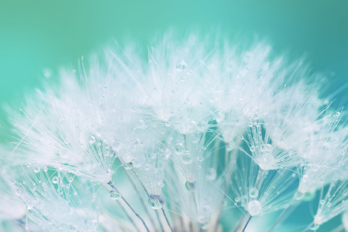 3-piece-aluminium-print-close-up-dandelion-in-morning-dew