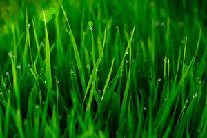 3-piece-acrylic-print-grass-with-morning-dew