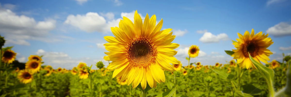panoramic-3-piece-acrylic-print-summer-sunflowers-panorama