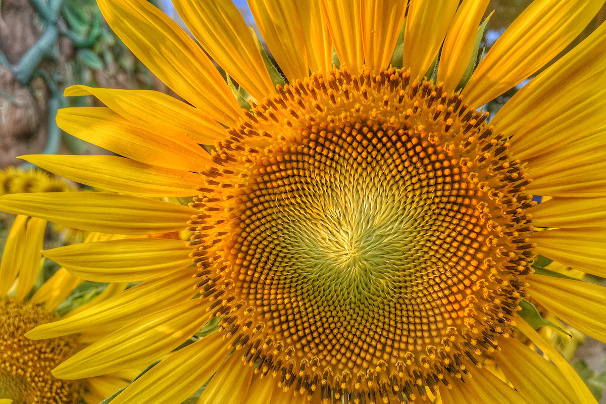 canvas-print-inflorescence-of-a-sunflower