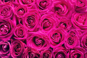 framedcanvas-print-rose-petals-in-pink