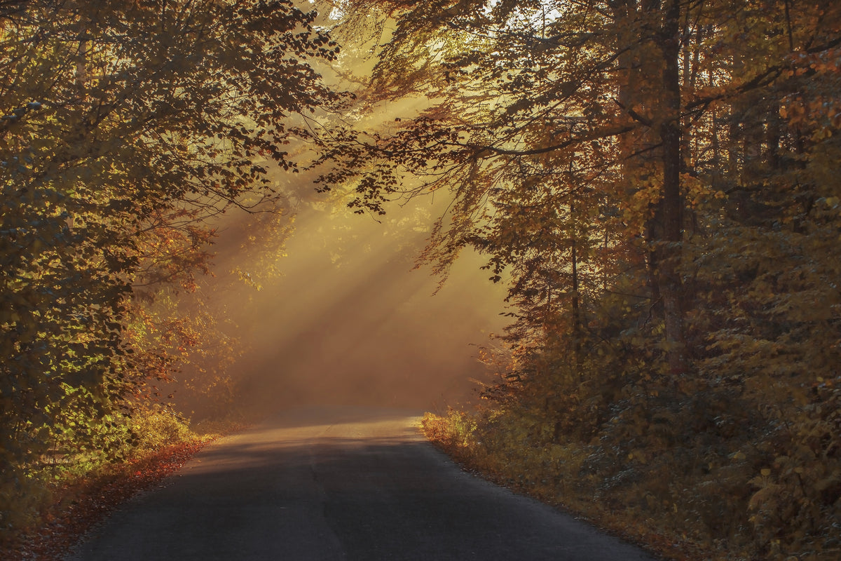 aluminium-print-sunbeams-in-the-forest