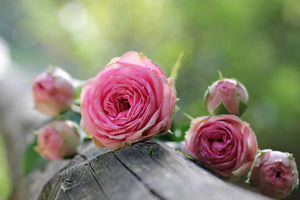 poster-print-bush-roses