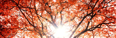 panoramic-poster-print-light-of-autumn-panorama