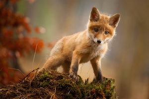 canvas-print-fox