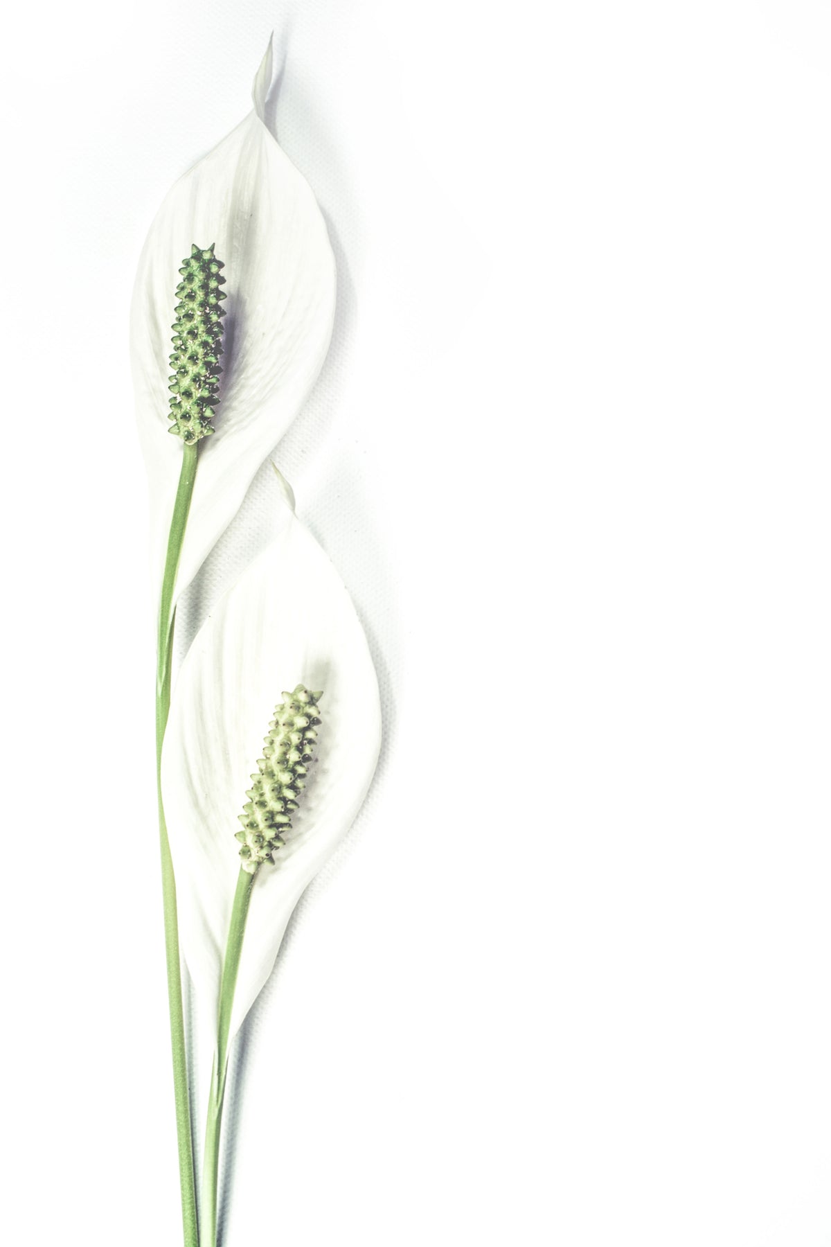 framedposter-print-lily-seed-pods