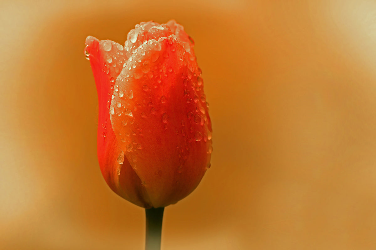 3-piece-aluminium-print-a-tulip-in-the-morning-dew