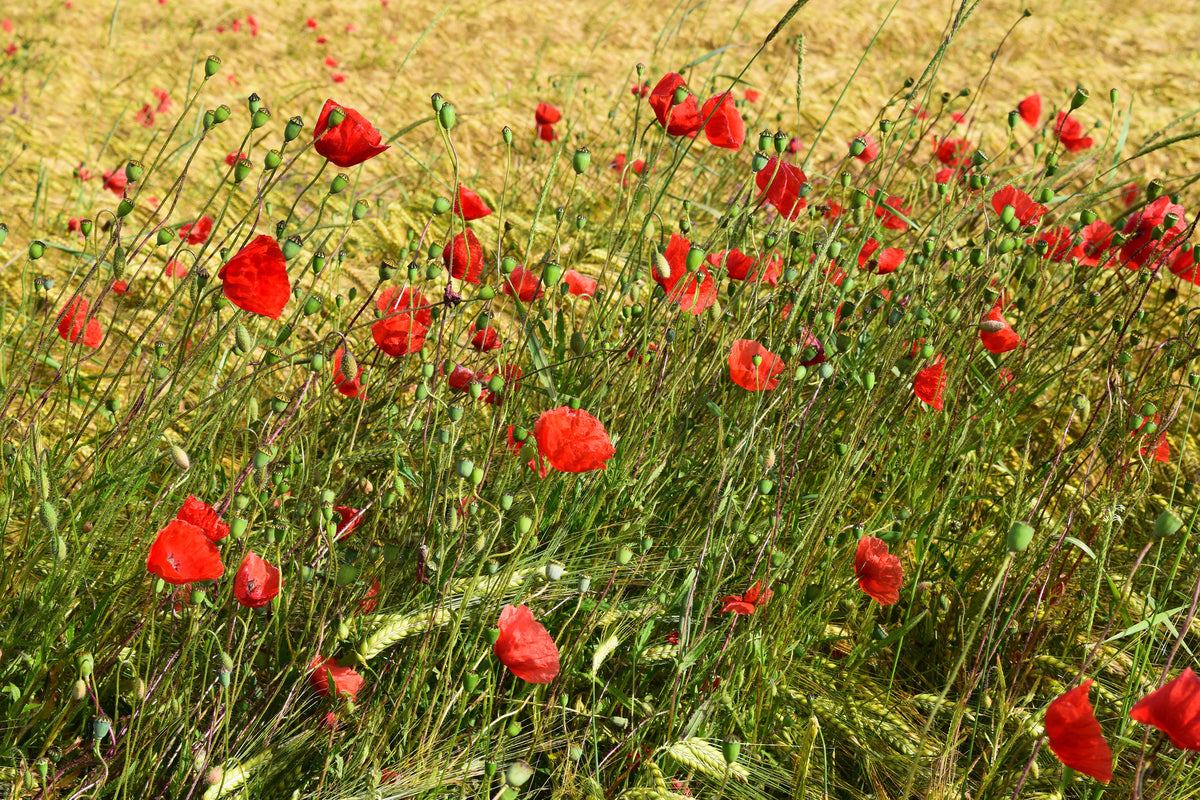 modern-3-piece-aluminium-print-the-poppy-in-the-wind