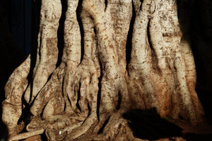 canvas-print-tree-close-up