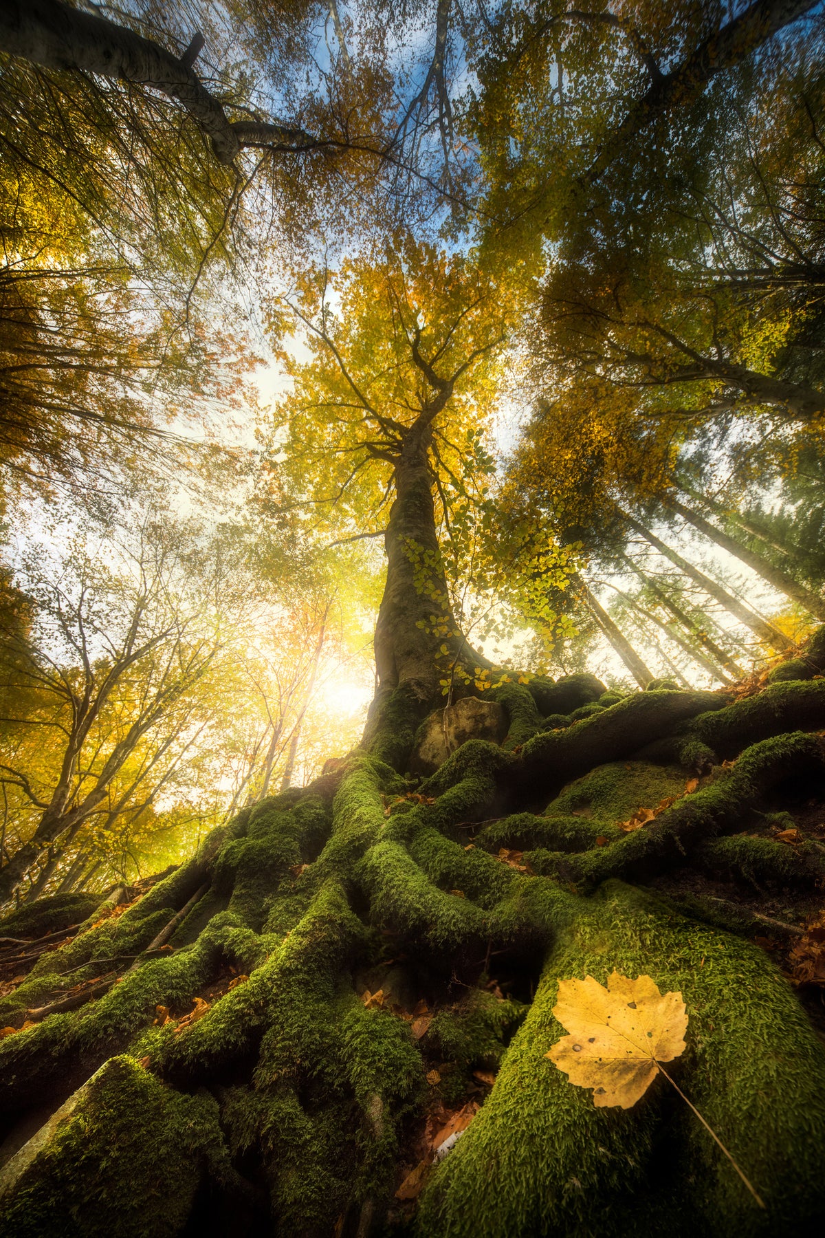 acrylic-print-the-goodbye-of-a-leaf