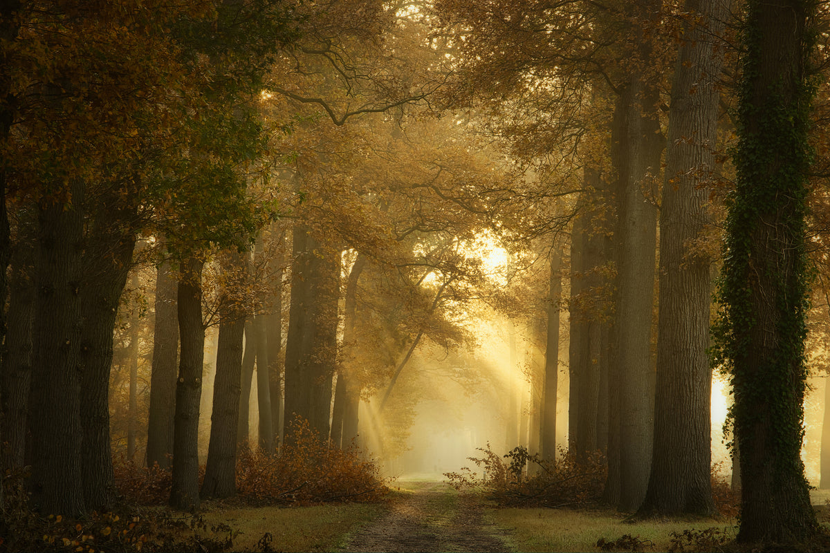acrylic-print-forever-forest-x