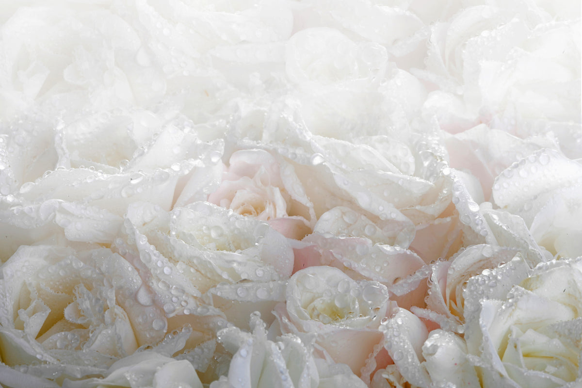 3-piece-canvas-print-white-roses-in-the-morning-dew