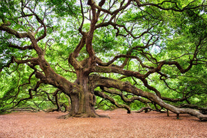 acrylic-print-the-oak