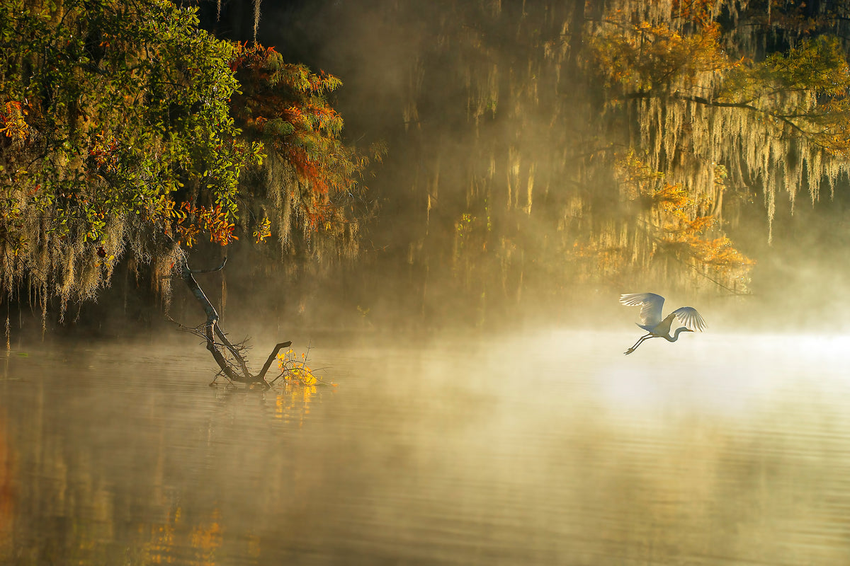 framedcanvas-print-egret