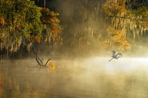 aluminium-print-egret