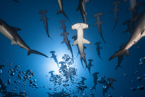 acrylic-print-hammerhead-shark