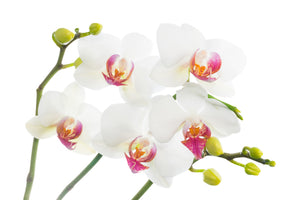 3-piece-acrylic-print-orchids-love