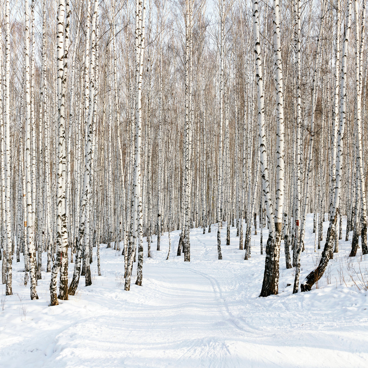 4-piece-acrylic-print-birch-forest-tracks-in-snow